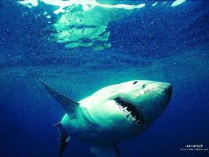 狂野鲛鲨最新爆料,神秘力量觉醒，海洋霸主即将崛起！